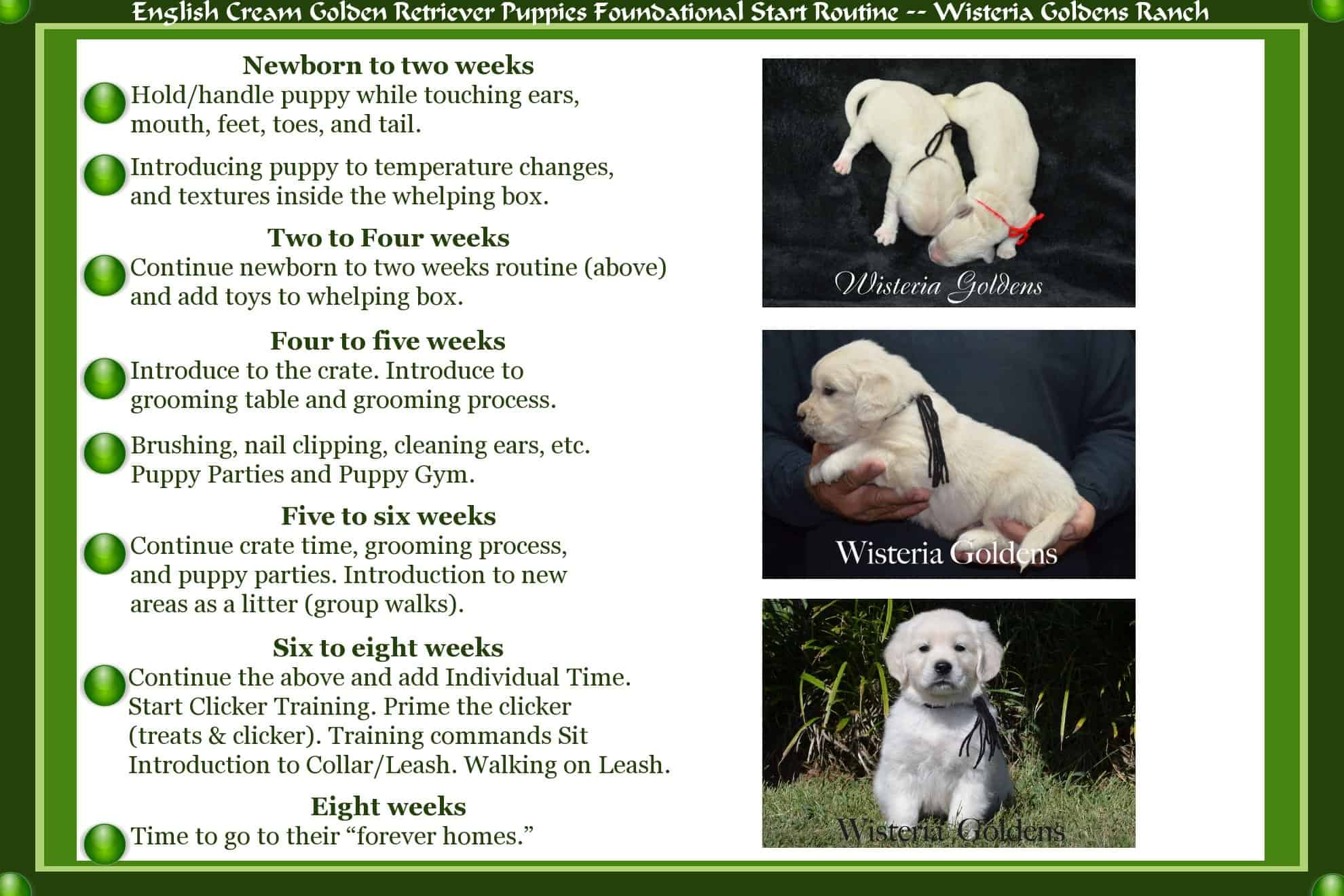 Puppy Training Guide Puppy Training Guide