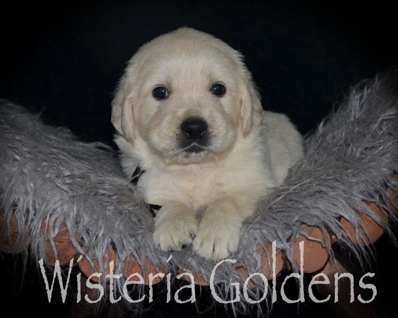 Four Week Pictures English Cream Golden Retriever All Wisteria Goldens puppies receive lots of love, attention, socialization, and are started on our Foundational Start Developmental Puppy Program. We provide a consistent routine for giving our puppies a great foundational start in order to become the best possible member of your family.