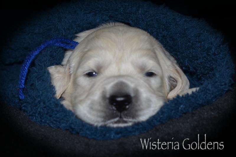 Two Week Puppy Pictures Harper Litter Born 05/01/2020 #harper050120 English Cream Golden Retriever puppies raised as part of our family until they are part of yours at Wisteria Goldens