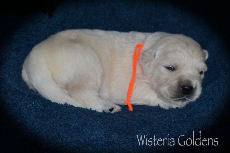 Two Week Puppy Pictures Harper Litter Born 05/01/2020 #harper050120 English Cream Golden Retriever puppies raised as part of our family until they are part of yours at Wisteria Goldens