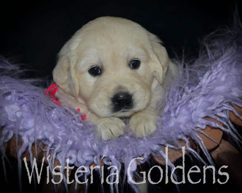 harper litter born 05-01-2020