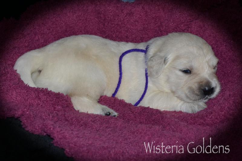 Two Week Puppy Pictures Harper Litter Born 05/01/2020 #harper050120 English Cream Golden Retriever puppies raised as part of our family until they are part of yours at Wisteria Goldens