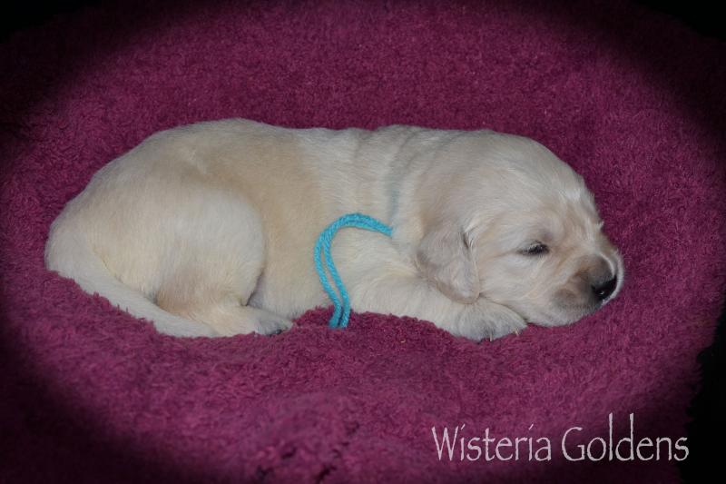 Two Week Puppy Pictures Harper Litter Born 05/01/2020 #harper050120 English Cream Golden Retriever puppies raised as part of our family until they are part of yours at Wisteria Goldens