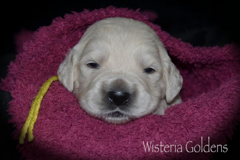 Two Week Puppy Pictures Harper Litter Born 05/01/2020 #harper050120 English Cream Golden Retriever puppies raised as part of our family until they are part of yours at Wisteria Goldens