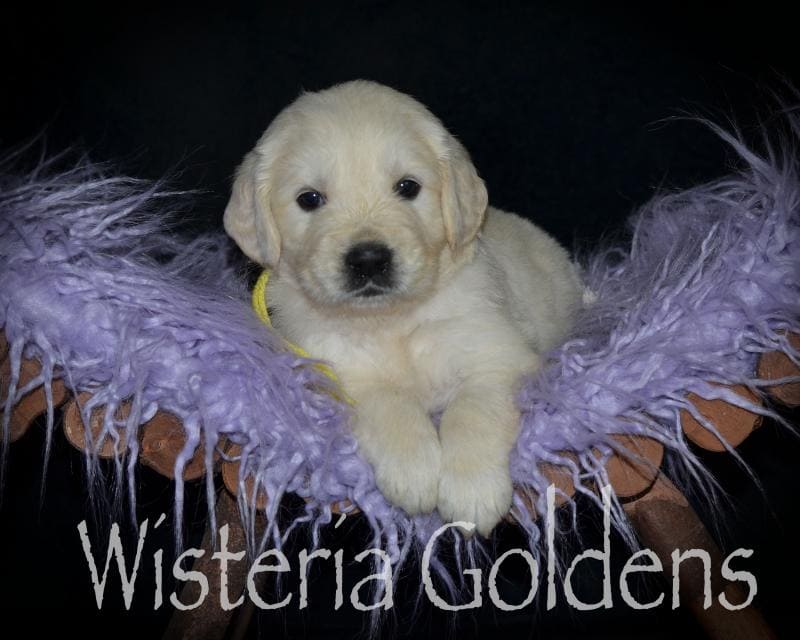 Four Week Pictures English Cream Golden Retriever All Wisteria Goldens puppies receive lots of love, attention, socialization, and are started on our Foundational Start Developmental Puppy Program. We provide a consistent routine for giving our puppies a great foundational start in order to become the best possible member of your family.