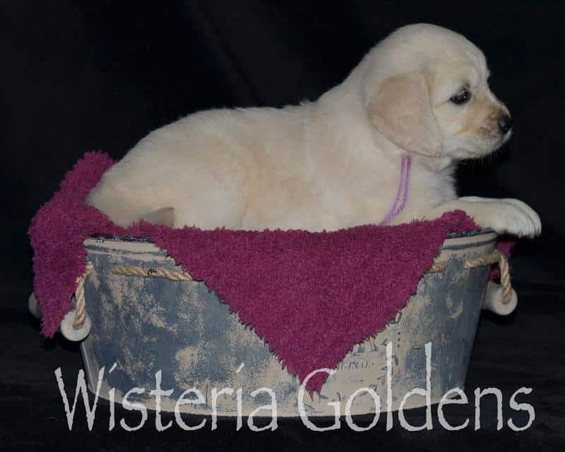 harper050120 Five Week Pictures. English Cream Golden Retriever puppy pictures. Wisteria Goldens.