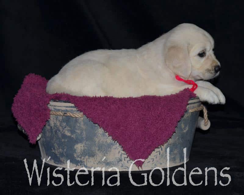 harper050120 Five Week Pictures. English Cream Golden Retriever puppy pictures. Wisteria Goldens.