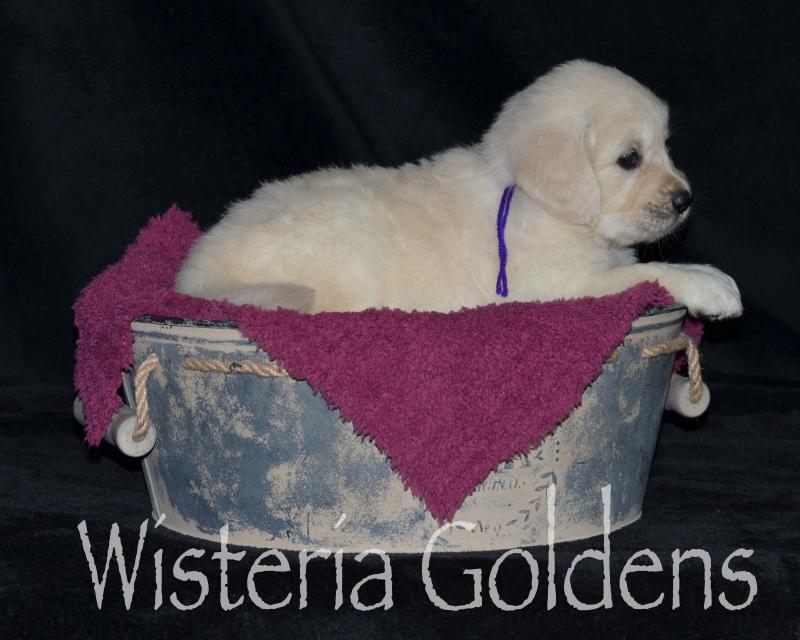 harper050120 Five Week Pictures. English Cream Golden Retriever puppy pictures. Wisteria Goldens.