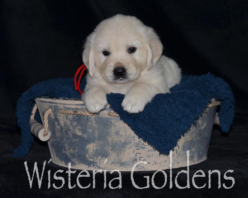 harper050120 Five Week Pictures. English Cream Golden Retriever puppy pictures. Wisteria Goldens.