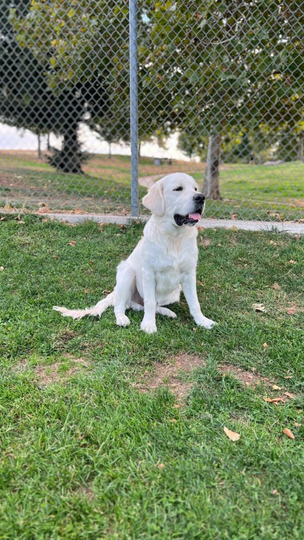 Bohdi (Faith/Tahoe) #faith041123 Wisteria Goldens English Cream Golden Retriever Happy Families Puppy Update.