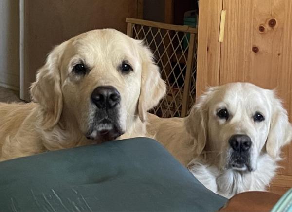 Phoenix (Jazz/Ego) Luna (Brighton/Chance) Happy Families Update Wisteria Goldens English Cream Golden Retriever puppies raised part of our family until part of yours.