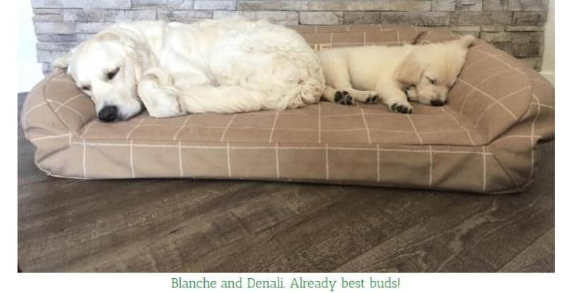 Blanche (Promise/Tahoe 3.16.20) #promise031620 and Denali (Promise/Tahoe 6.29.21) #promise062921
