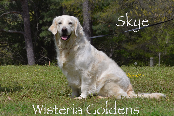 Skye Our Girls English Cream Golden Retriever born and raised Wisteria Goldens