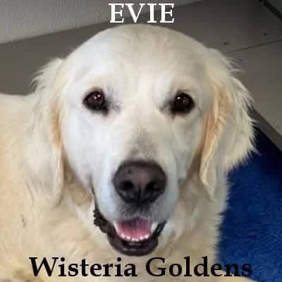 Evie (Our Girls) Wisteria Christmas Eve aka Evie. English Golden Retriever Wisteria Goldens English Cream Golden.