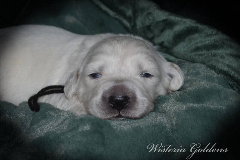Stormy Litter Born 12-17-2024 Two Week Pictures English Cream Golden Retriever puppies Wisteria Goldens raised part of our family until part of yours