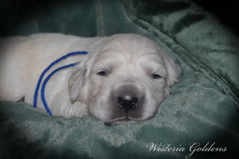 Stormy Litter Born 12-17-2024 Two Week Pictures English Cream Golden Retriever puppies Wisteria Goldens raised part of our family until part of yours