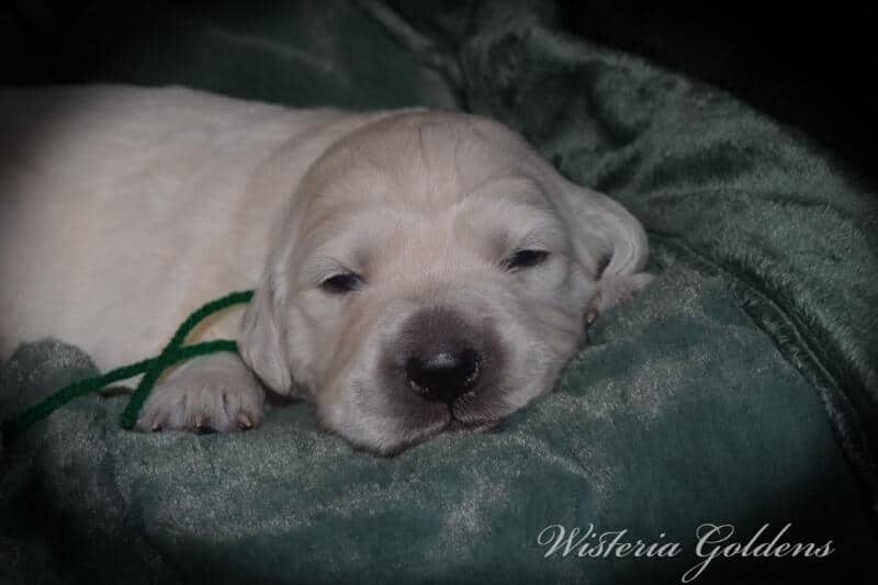 Stormy Litter Born 12-17-2024 Two Week Pictures English Cream Golden Retriever puppies Wisteria Goldens raised part of our family until part of yours