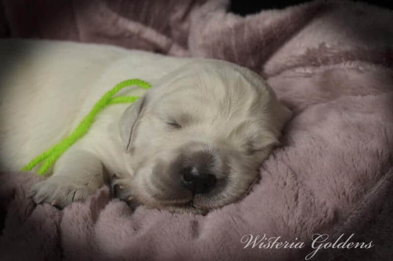 Stormy Litter Born 12-17-2024 Two Week Pictures English Cream Golden Retriever puppies Wisteria Goldens raised part of our family until part of yours