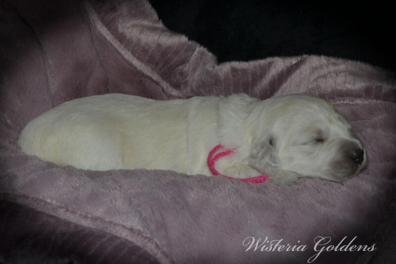 pink girl