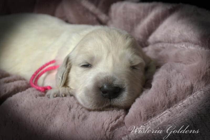 Stormy Litter Born 12-17-2024 Two Week Pictures English Cream Golden Retriever puppies Wisteria Goldens raised part of our family until part of yours