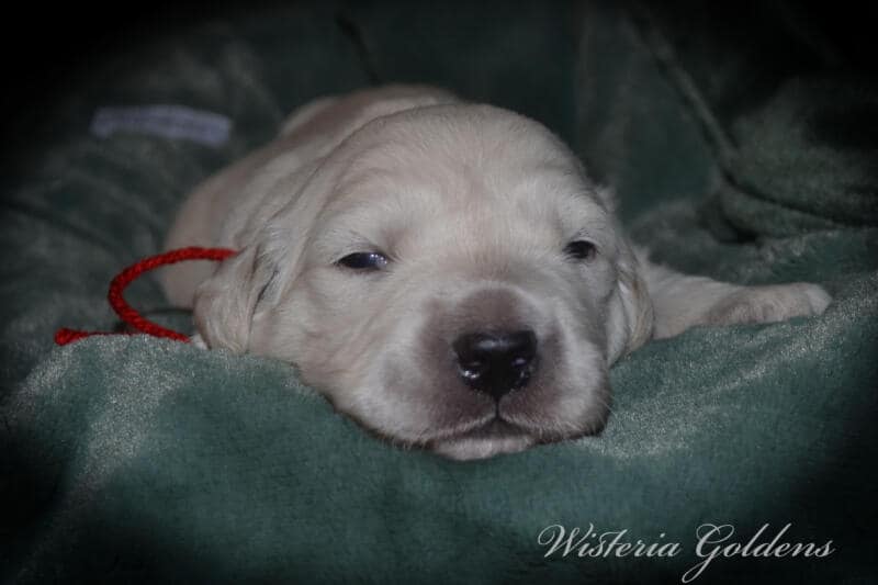 Stormy Litter Born 12-17-2024 Two Week Pictures English Cream Golden Retriever puppies Wisteria Goldens raised part of our family until part of yours