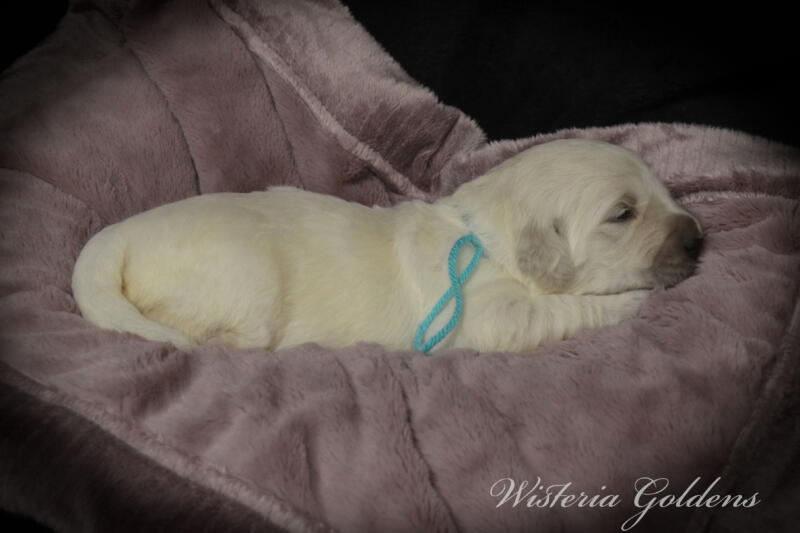teal girl