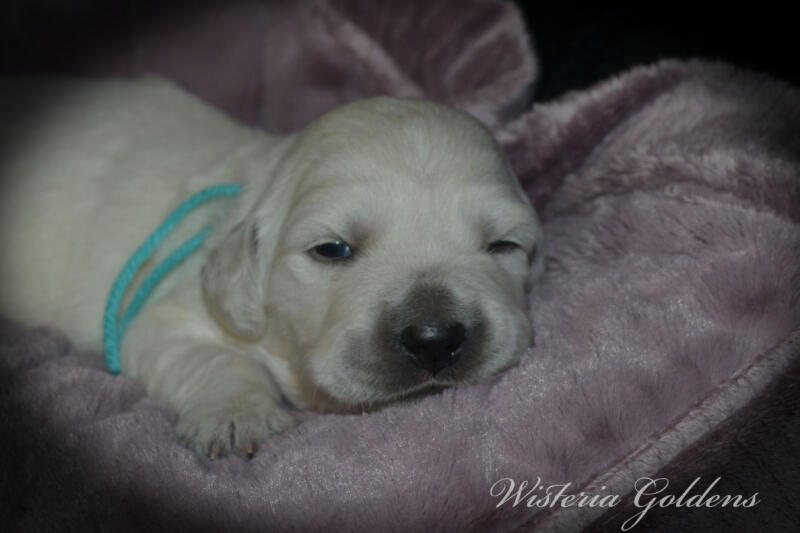 Stormy Litter Born 12-17-2024 Two Week Pictures English Cream Golden Retriever puppies Wisteria Goldens raised part of our family until part of yours