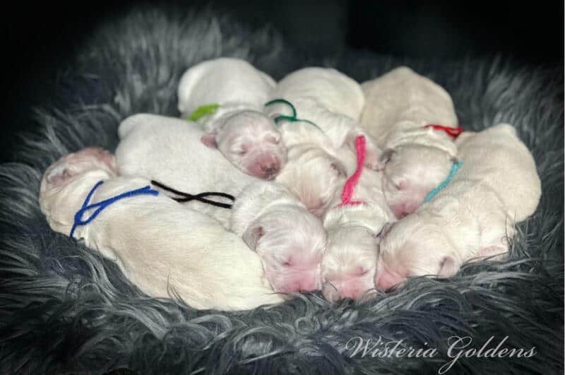 stormy litter born 12-17-2024 