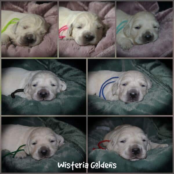 Stormy Litter Born 12-17-2024 Two Week Pictures English Cream Golden Retriever puppies Wisteria Goldens raised part of our family until part of yours