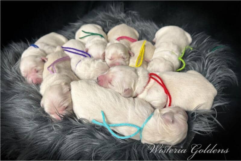 summer litter born 12-19-2024 newborn group 