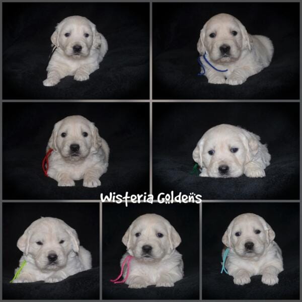 Stormy litter born 12-17-2024 four week pictures English Cream Golden Retriever puppies. Wisteria Goldens raised part of our family until part of yours