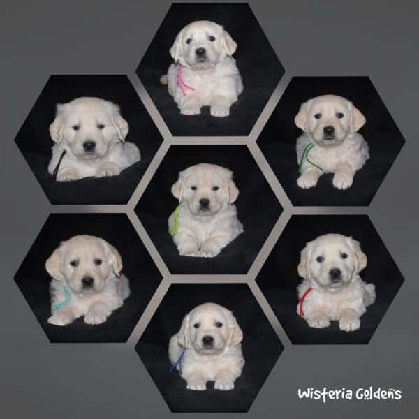 Stormy litter born 12-17-2024 English Cream Golden Retriever puppies Wisteria Goldens Raised part of our family until part of yours. Five Week pictures.