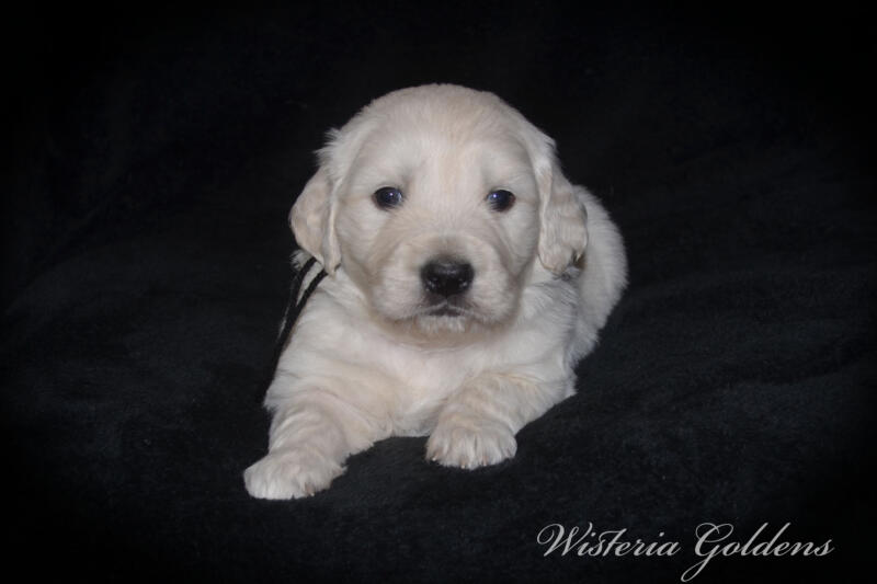 Stormy litter born 12-17-2024 four week pictures English Cream Golden Retriever puppies. Wisteria Goldens raised part of our family until part of yours