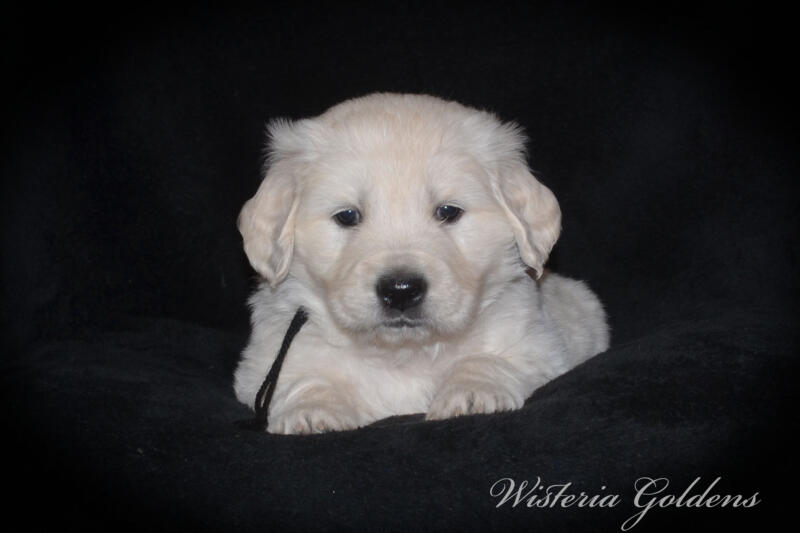 Stormy litter born 12-17-2024 English Cream Golden Retriever puppies Wisteria Goldens Raised part of our family until part of yours. Five Week pictures.
