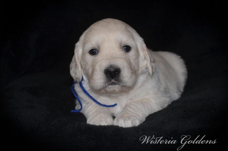 Stormy litter born 12-17-2024 four week pictures English Cream Golden Retriever puppies. Wisteria Goldens raised part of our family until part of yours