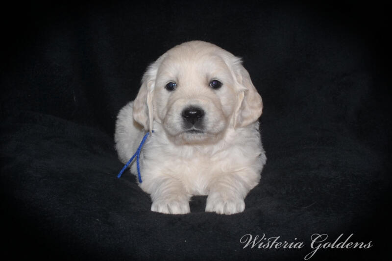 Stormy litter born 12-17-2024 English Cream Golden Retriever puppies Wisteria Goldens Raised part of our family until part of yours. Five Week pictures.