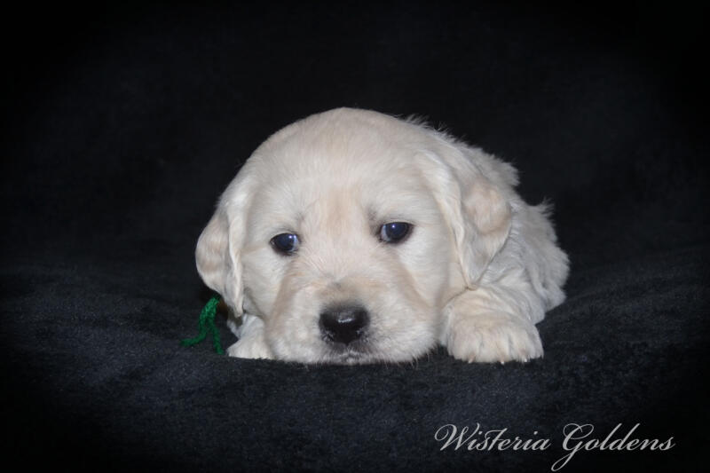 Stormy litter born 12-17-2024 four week pictures English Cream Golden Retriever puppies. Wisteria Goldens raised part of our family until part of yours
