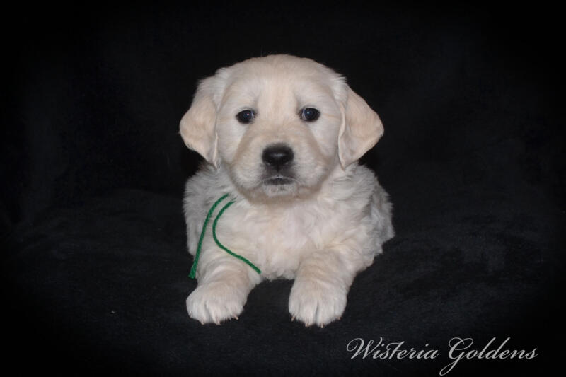 Stormy litter born 12-17-2024 English Cream Golden Retriever puppies Wisteria Goldens Raised part of our family until part of yours. Five Week pictures.