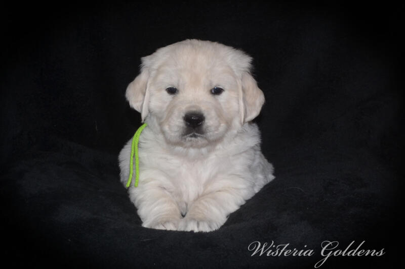 Stormy litter born 12-17-2024 English Cream Golden Retriever puppies Wisteria Goldens Raised part of our family until part of yours. Five Week pictures.