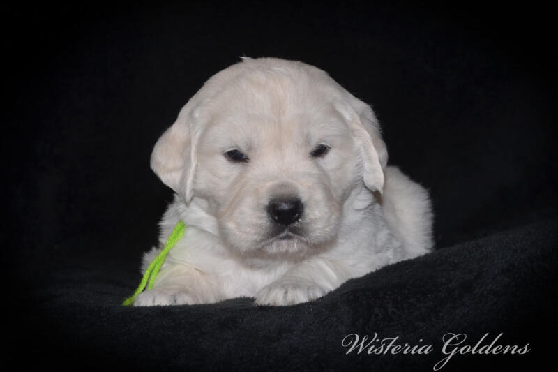 Stormy litter born 12-17-2024 four week pictures English Cream Golden Retriever puppies. Wisteria Goldens raised part of our family until part of yours