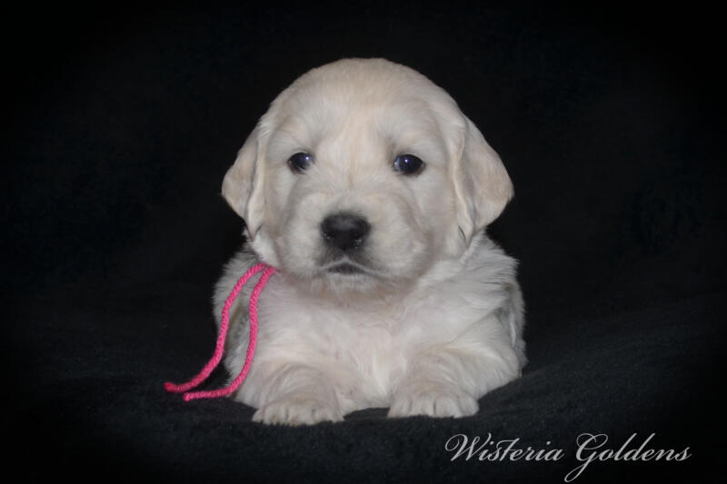 Stormy litter born 12-17-2024 four week pictures English Cream Golden Retriever puppies. Wisteria Goldens raised part of our family until part of yours