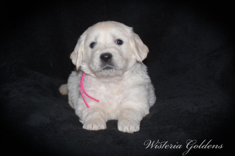 Stormy litter born 12-17-2024 English Cream Golden Retriever puppies Wisteria Goldens Raised part of our family until part of yours. Five Week pictures.