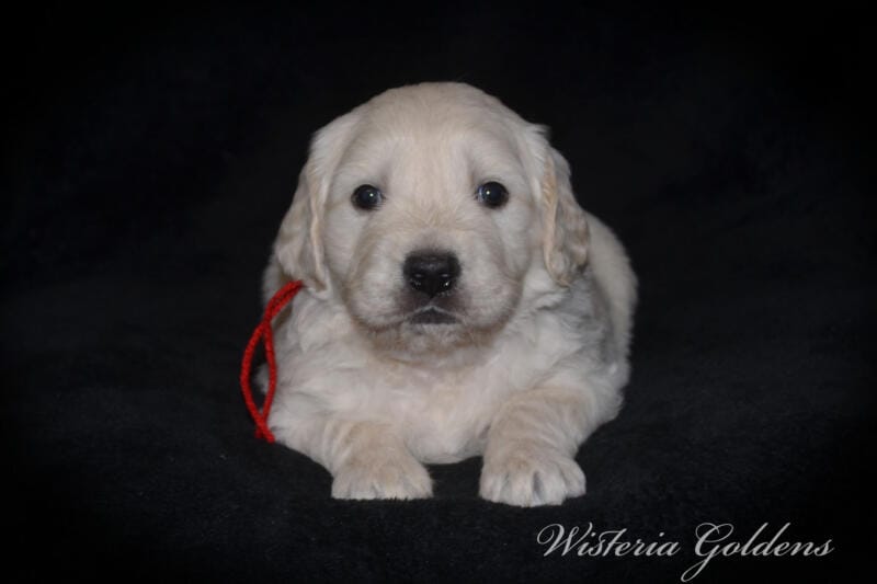 Stormy litter born 12-17-2024 four week pictures English Cream Golden Retriever puppies. Wisteria Goldens raised part of our family until part of yours