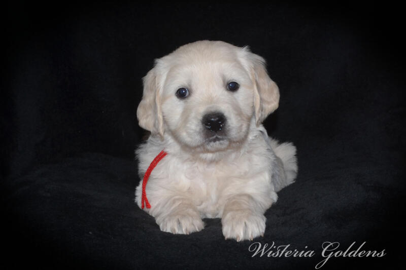 Stormy litter born 12-17-2024 English Cream Golden Retriever puppies Wisteria Goldens Raised part of our family until part of yours. Five Week pictures.