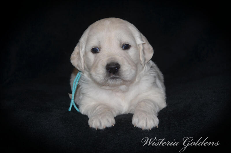 Stormy litter born 12-17-2024 four week pictures English Cream Golden Retriever puppies. Wisteria Goldens raised part of our family until part of yours