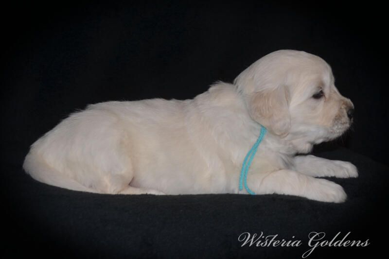 teal girl