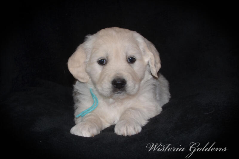 Stormy litter born 12-17-2024 English Cream Golden Retriever puppies Wisteria Goldens Raised part of our family until part of yours. Five Week pictures.