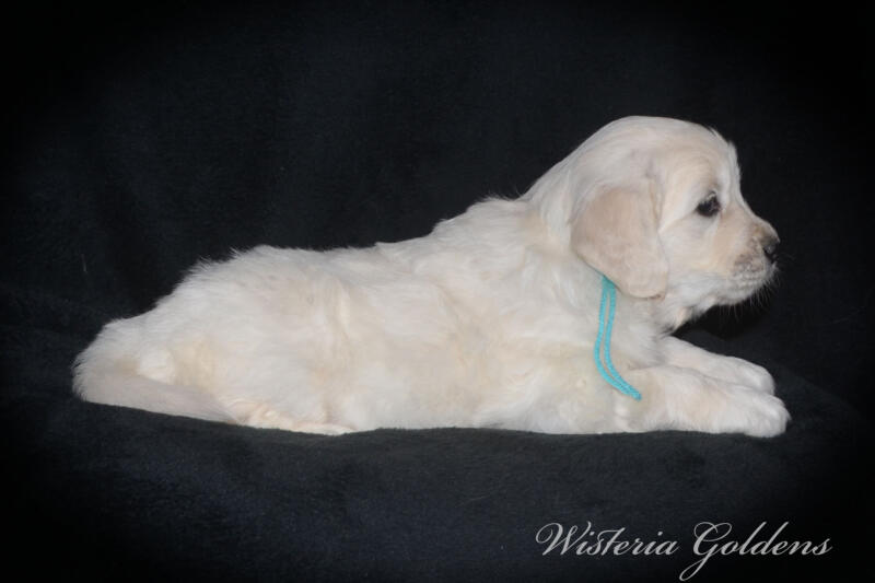 teal girl