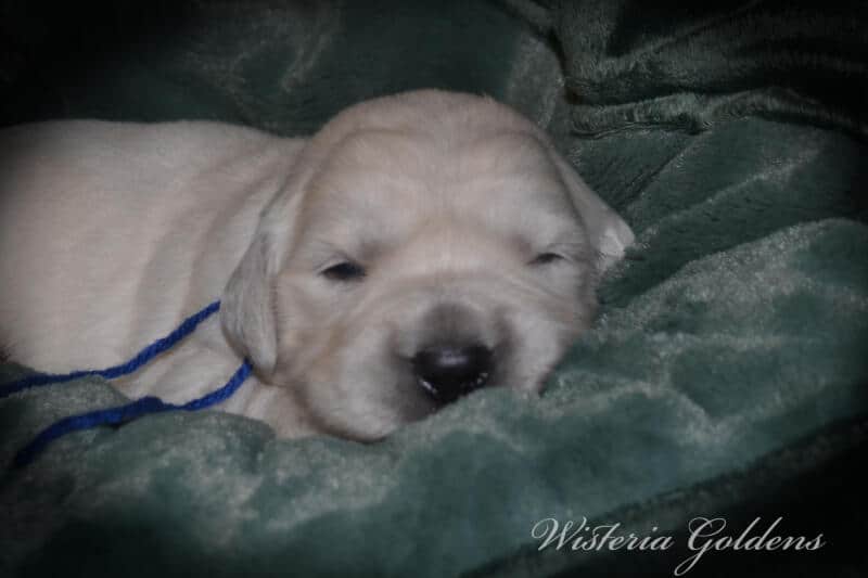 Summer Litter born 12-19-2024 Summer and Chance English Cream Golden Retriever puppies two week pictures. Wisteria Goldens raised part of our family until part of yours