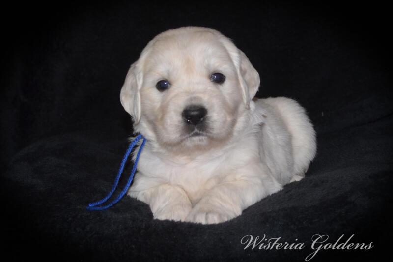 Summer & Chance 4 week old puppies! Exploring new places and venturing outside. They are on the move… English Cream Golden Retriever puppies raised Wisteria Goldens raised part of our family until part of yours